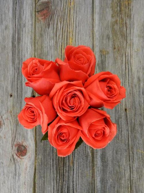 ROCK STAR  ORANGE ROSES